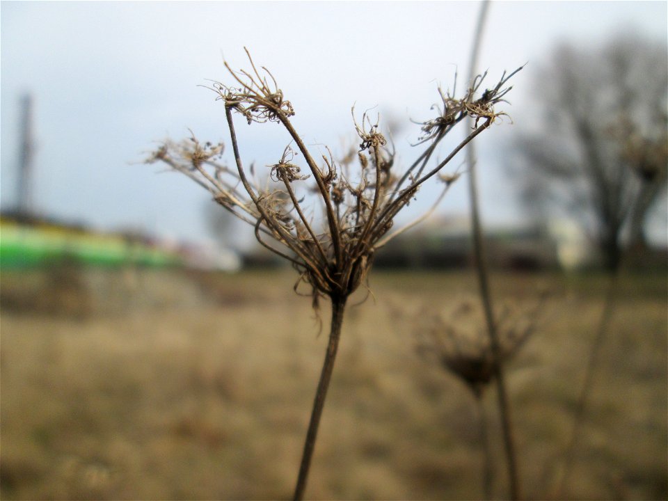 Mumienbotanik: Wilde Möhre (Daucus carota) auf einer Reptilien- und Insekten-Schutzfläche bei Oftersheim photo