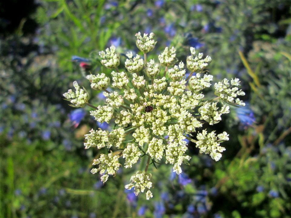 Wilde Möhre (Daucus carota) am Bahnhof Bruchmühlbach-Miesau