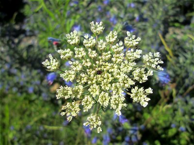 Wilde Möhre (Daucus carota) am Bahnhof Bruchmühlbach-Miesau