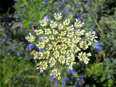 Wilde Möhre (Daucus carota) am Bahnhof Bruchmühlbach-Miesau photo