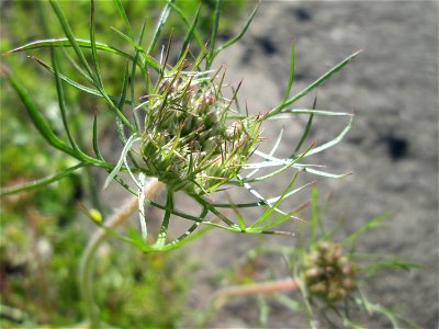 Wilde Möhre (Daucus carota) am Bahnhof Landstuhl