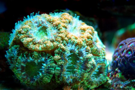Nature wildlife ocean
