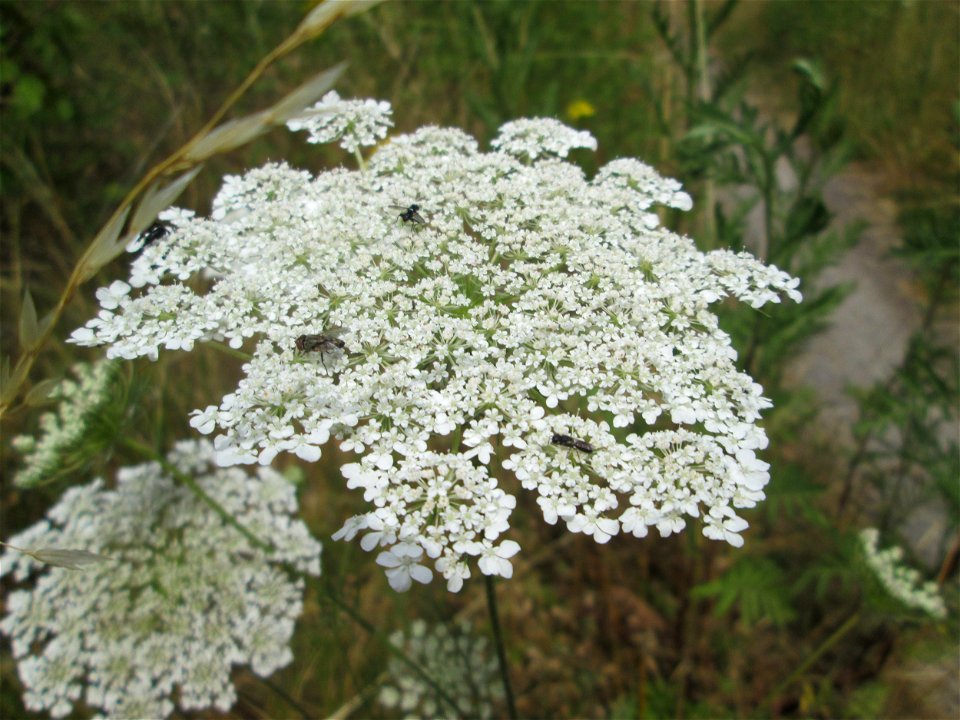 Wilde Möhre (Daucus carota) im Naturschutzgebiet „St. Arnualer Wiesen“ photo