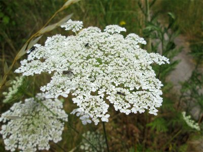 Wilde Möhre (Daucus carota) im Naturschutzgebiet „St. Arnualer Wiesen“