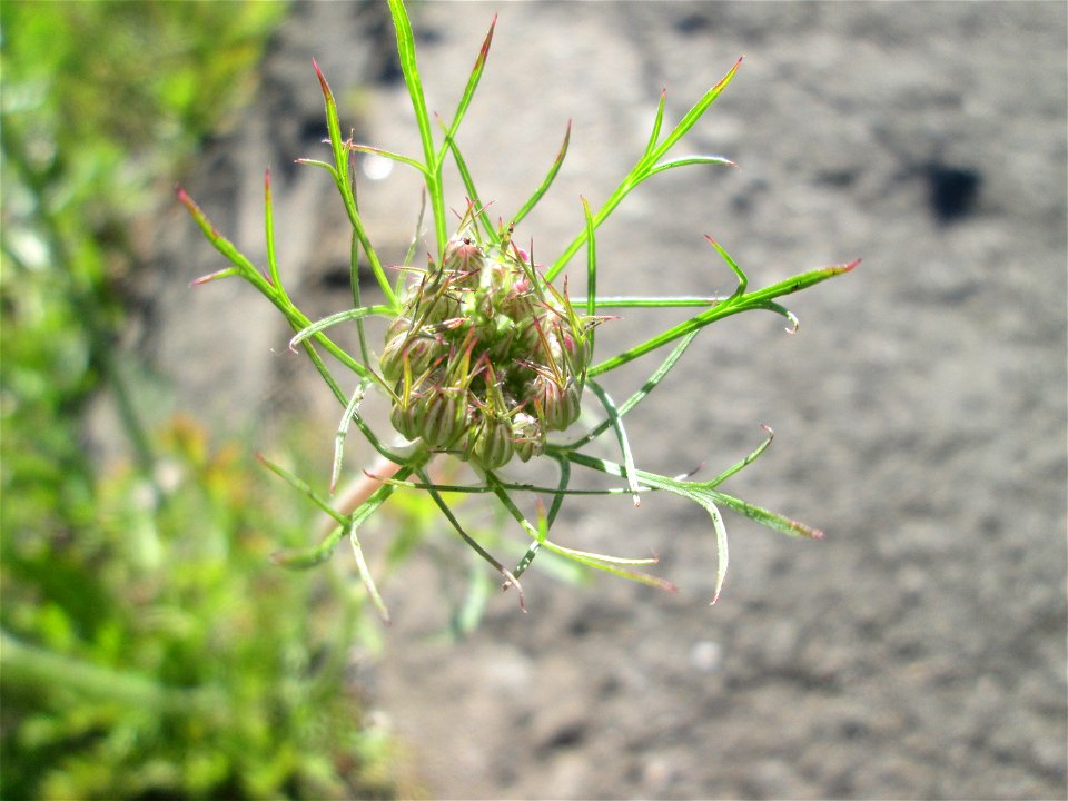 Wilde Möhre (Daucus carota) am Bahnhof Landstuhl