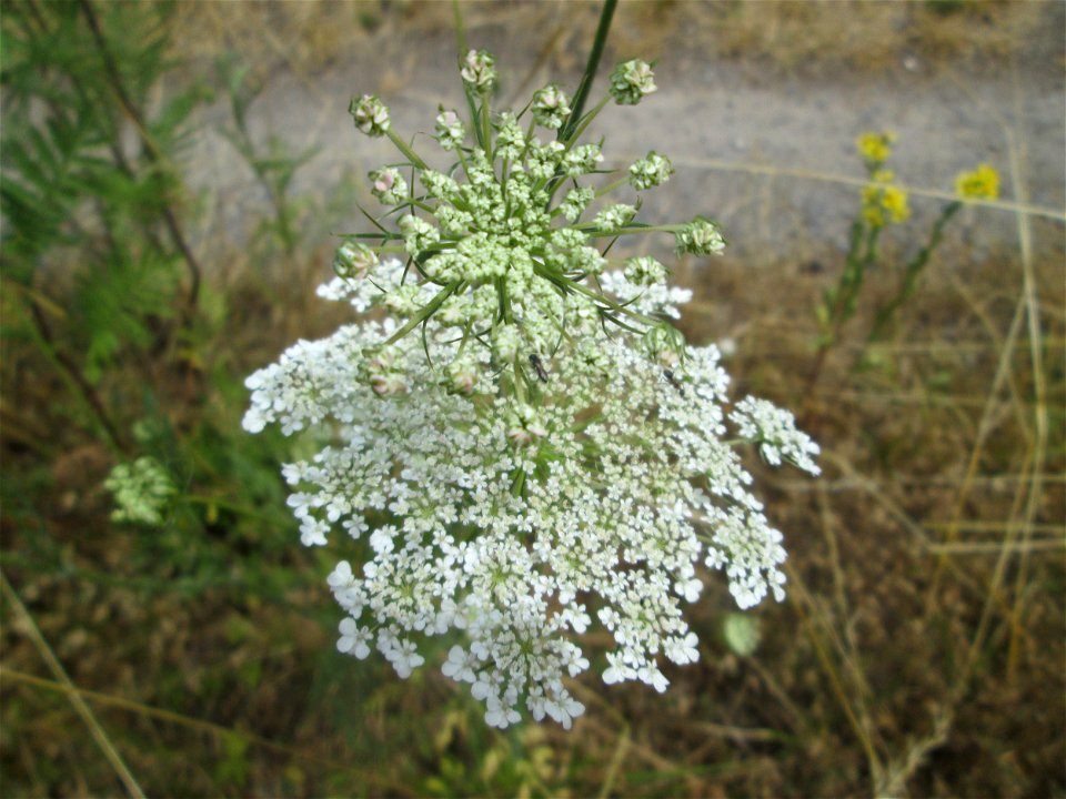 Wilde Möhre (Daucus carota) im Naturschutzgebiet „St. Arnualer Wiesen“