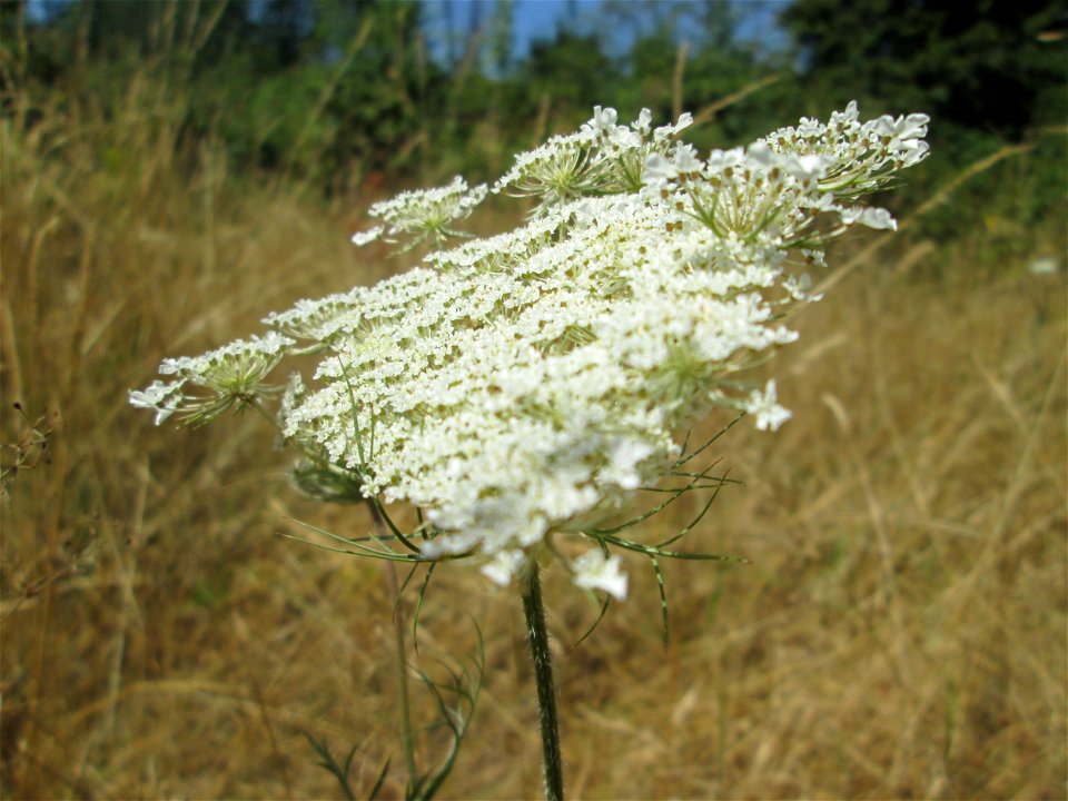 Wilde Möhre (Daucus carota) im Naturschutzgebiet „St. Arnualer Wiesen“ photo