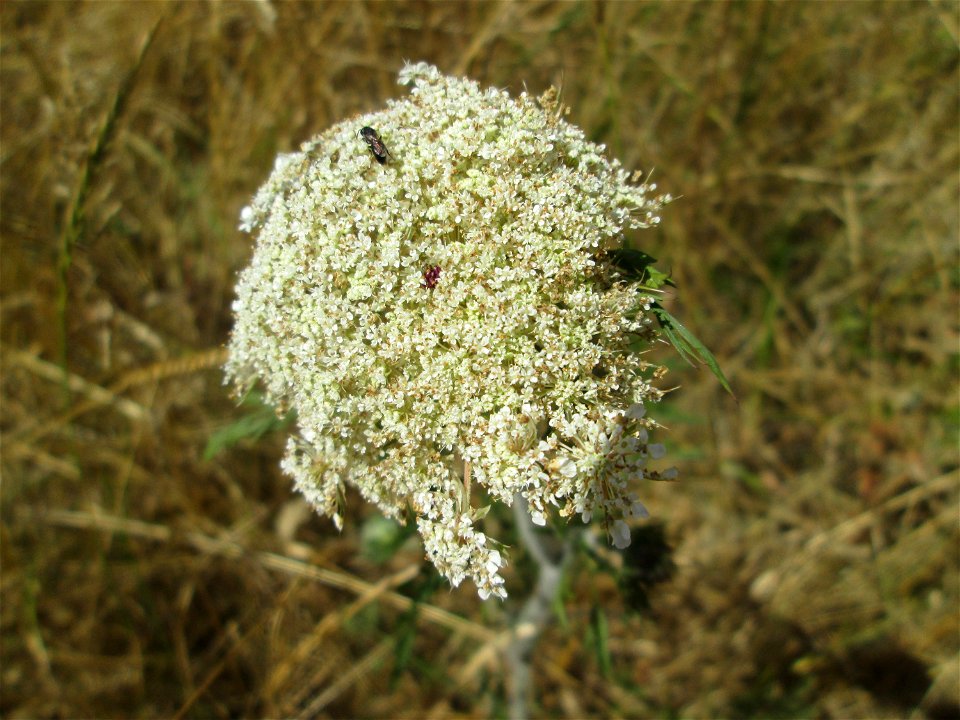 Wilde Möhre (Daucus carota) im Naturschutzgebiet „St. Arnualer Wiesen“ photo