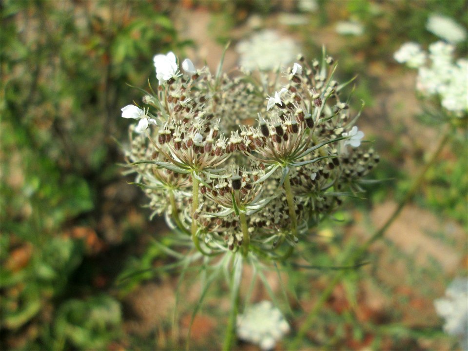 Wilde Möhre (Daucus carota) im Bürgerpark Saarbrücken