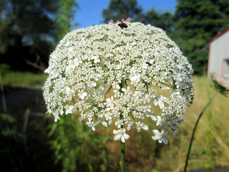 Wilde Möhre (Daucus carota) in Brebach