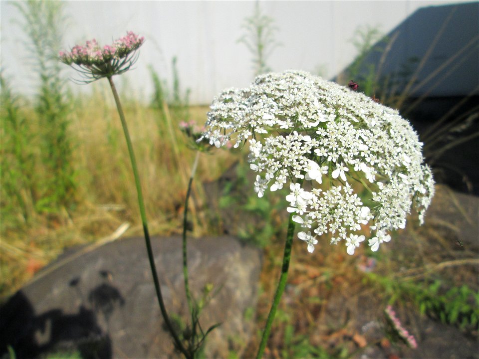 Wilde Möhre (Daucus carota) in Brebach