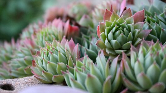 Green flora gardening