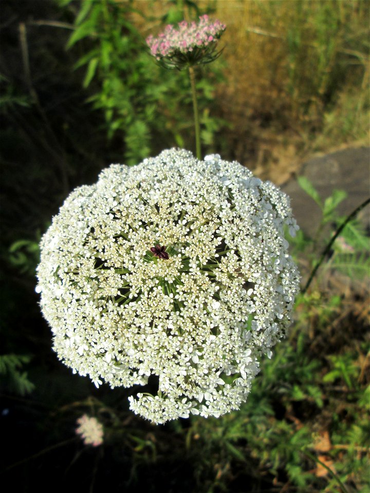 Wilde Möhre (Daucus carota) in Brebach