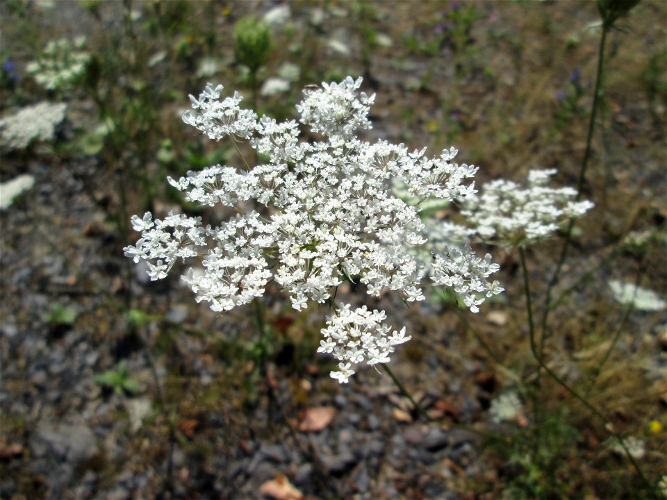 Wilde Möhre (Daucus carota) im Bürgerpark Saarbrücken