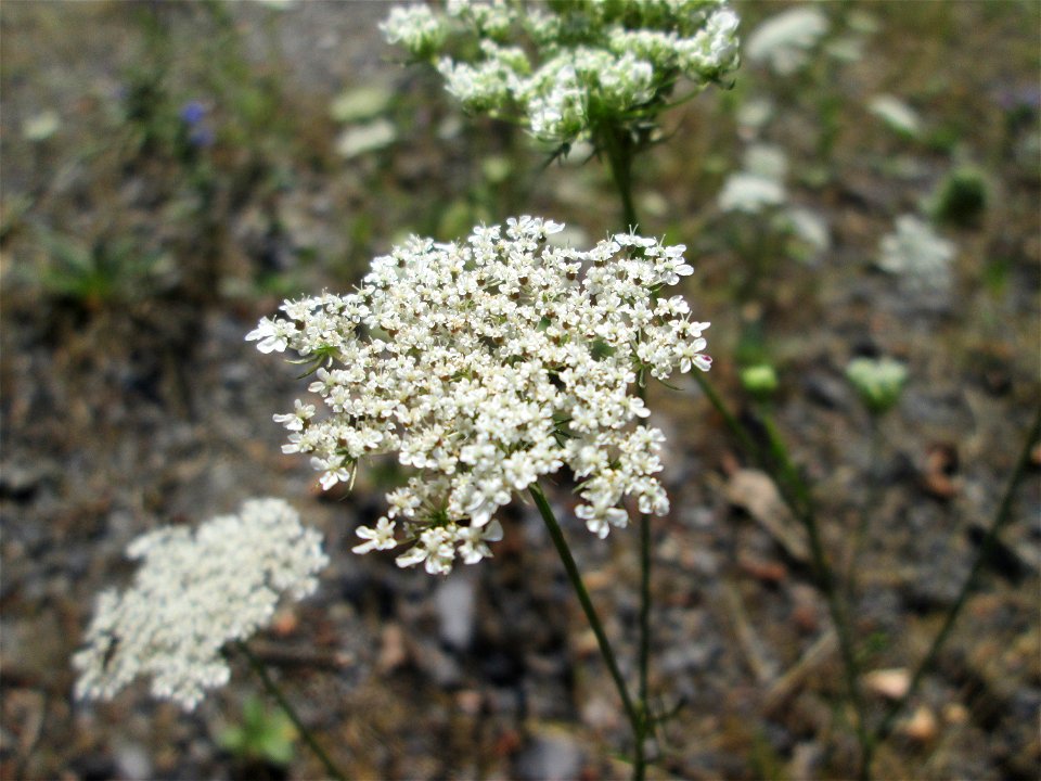 Wilde Möhre (Daucus carota) im Bürgerpark Saarbrücken