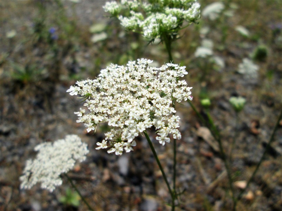 Wilde Möhre (Daucus carota) im Bürgerpark Saarbrücken photo