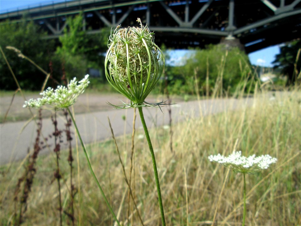 Wilde Möhre (Daucus carota) an der Saar in Malstatt