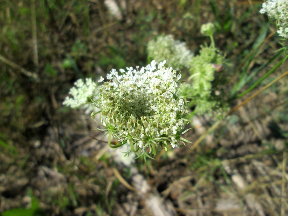 Wilde Möhre (Daucus carota) an der Saar in Malstatt
