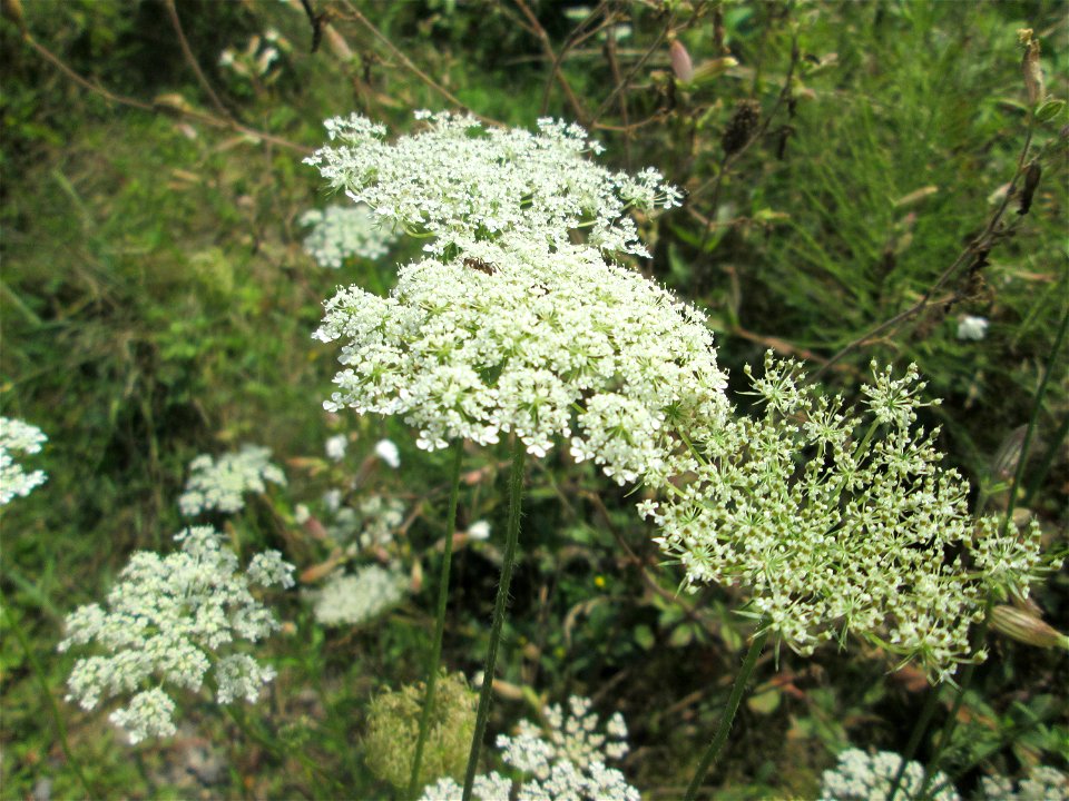 Wilde Möhre (Daucus carota) in den Sankt Arnual Wiesen gegenüber vom Osthafen Saarbrücken (Außerhalb vom NSG)
