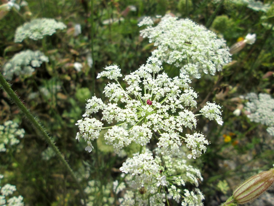 Wilde Möhre (Daucus carota) in den Sankt Arnual Wiesen gegenüber vom Osthafen Saarbrücken (Außerhalb vom NSG)