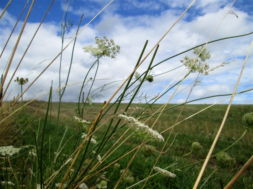 Wilde Möhre (Daucus carota) in Kennfus bei Bad Bertrich