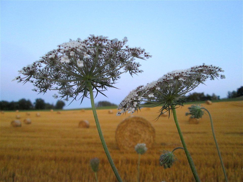 Wilde Möhre (Daucus carota) in Kennfus bei Bad Bertrich