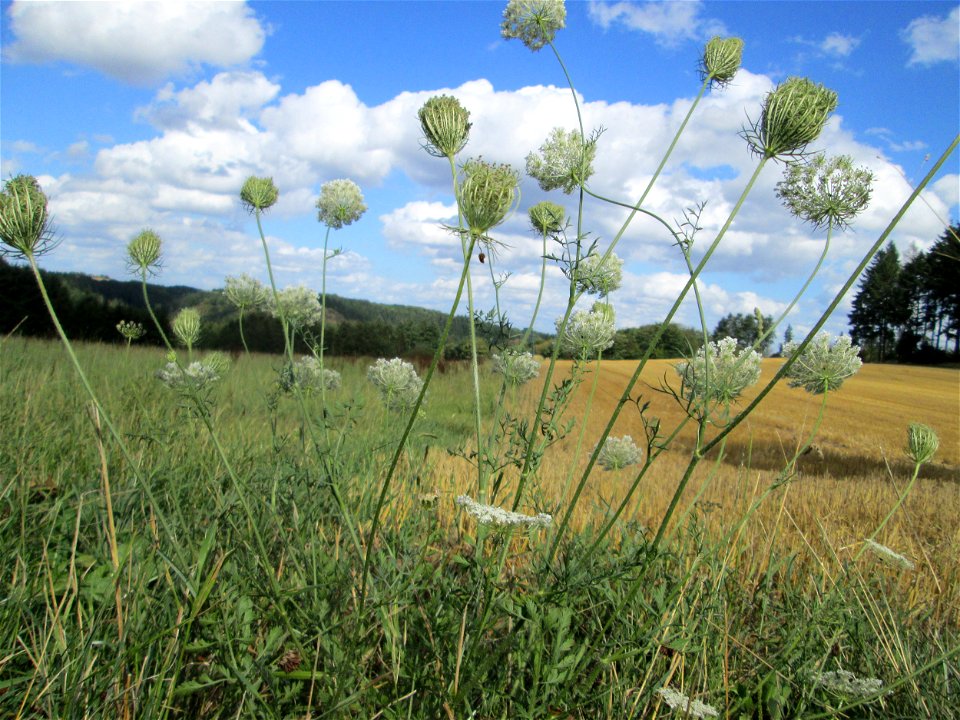 Wilde Möhre (Daucus carota) zwischen Kennfus und Bad Bertrich photo