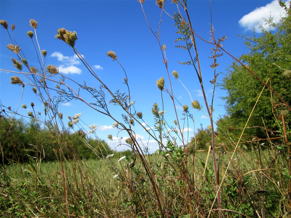 Wilde Möhre (Daucus carota) auf einer Streuobstwiese oberhalb von Fechingen