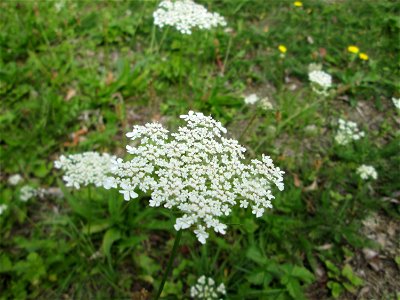 Wilde Möhre (Daucus carota) in Brebach photo