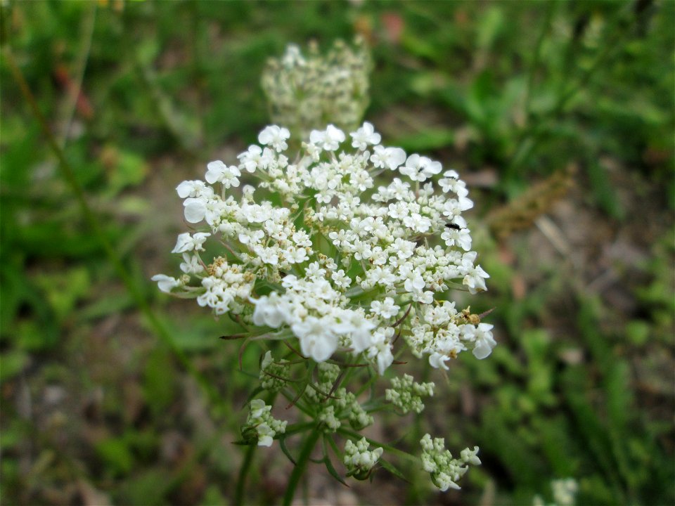 Wilde Möhre (Daucus carota) in Brebach