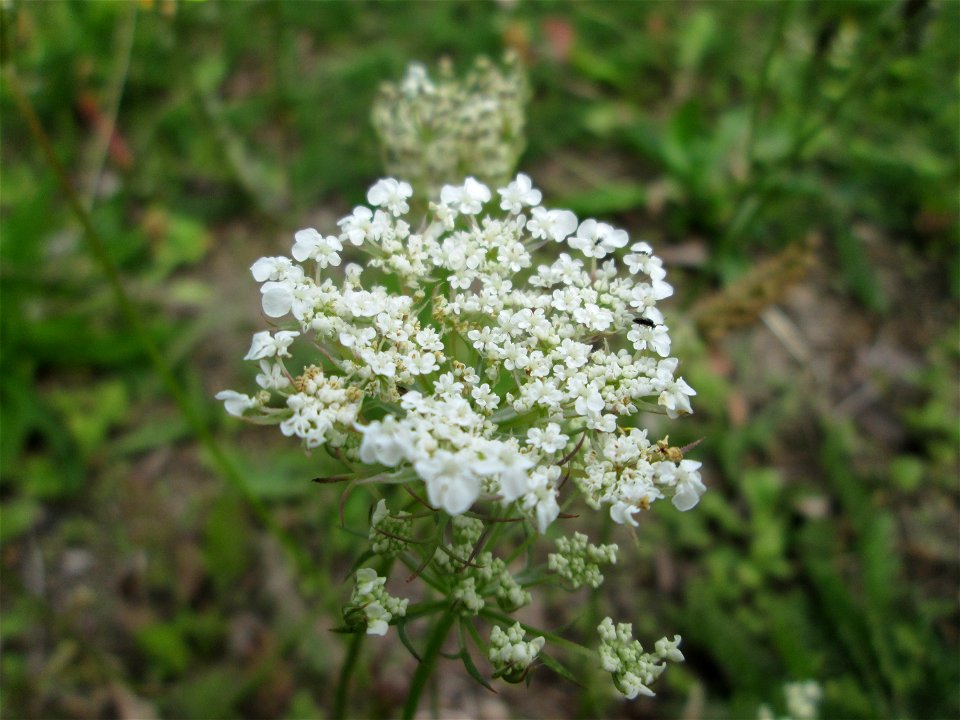 Wilde Möhre (Daucus carota) in Brebach photo