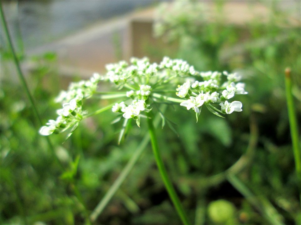 Wilde Möhre (Daucus carota) an der Saar in Saarbrücken