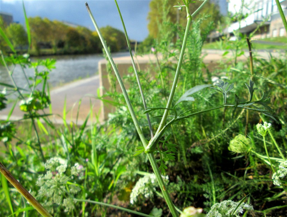 Wilde Möhre (Daucus carota) an der Saar in Saarbrücken