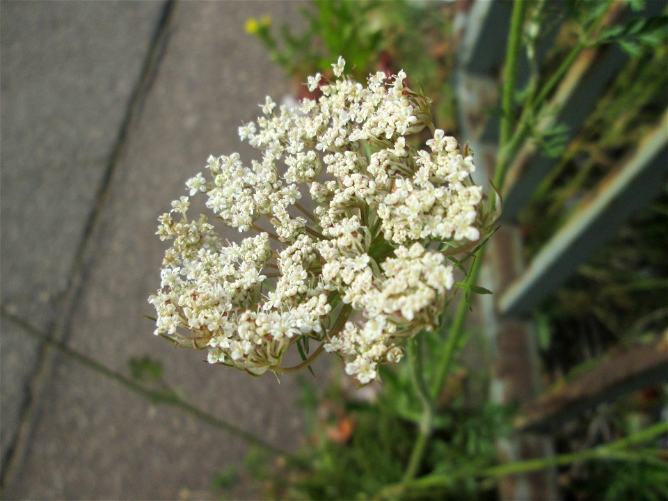 Wilde Möhre (Daucus carota) in einem Industriegebiet in Brebach