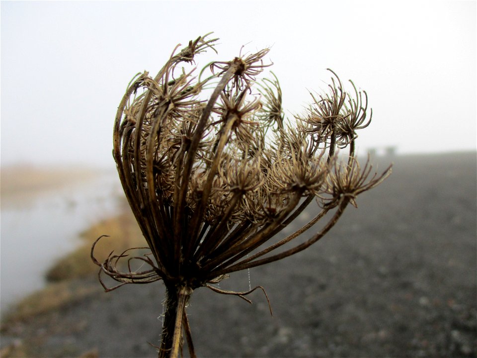 Wilde Möhre (Daucus carota) auf der Bergehalde Göttelborn