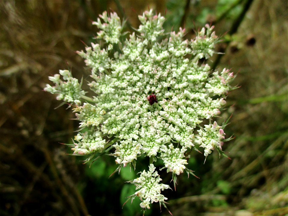Wilde Möhre (Daucus carota) bei Ensheim