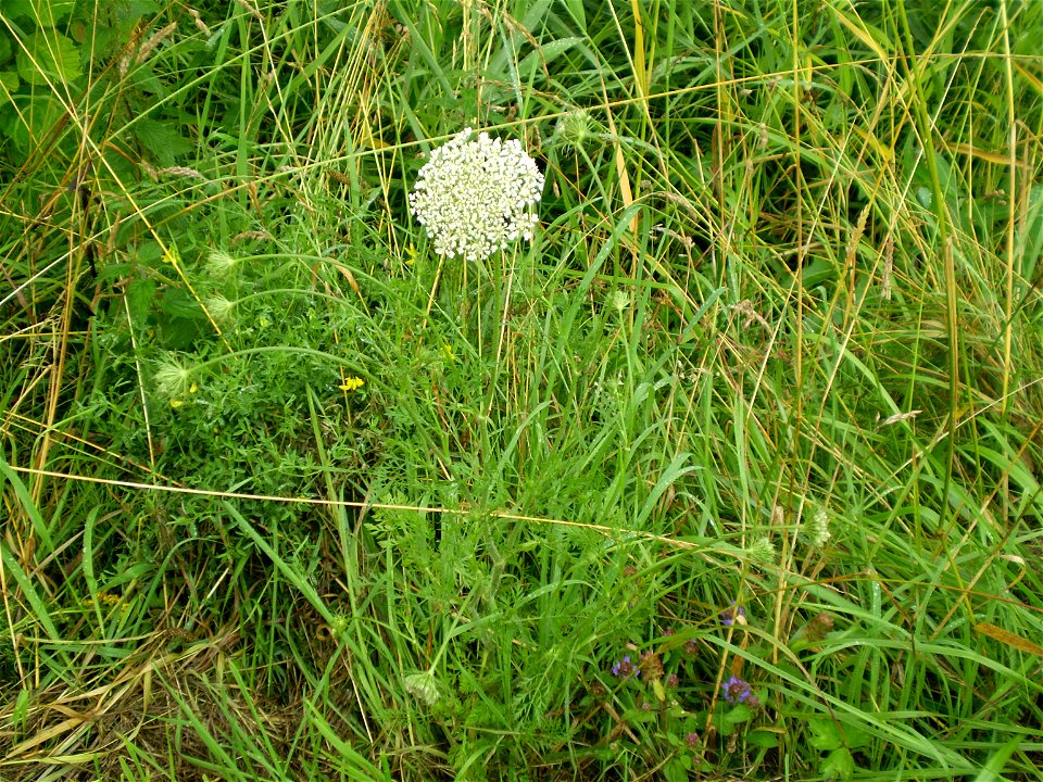 Daucus carota photo