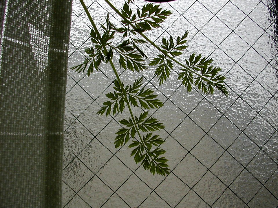 Imuzakが撮影したニンジンの葉の写真 photo