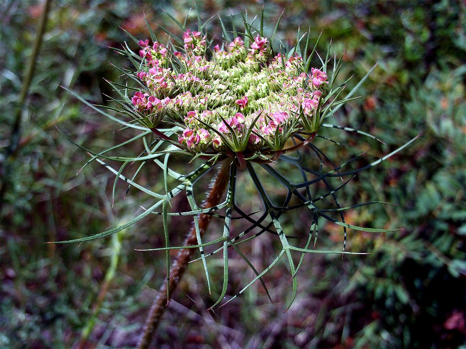 Daucus carota inflorescence Close up Sierra Madrona, May 11, 2008