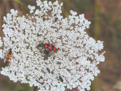 Original-Bildtitel des Fotografen: „Dolde mit Käfer“. Die Pflanze ist eine Wilde Möhre (Daucus carota), zu erkennen an der schwärzlichen „Mohrenblüte“ im Zentrum des Blütenstands. Die Käfer wurden als photo