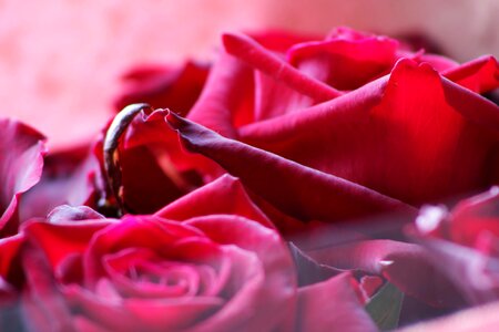 Feeling passion rose blooms