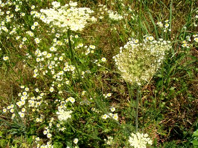 This plant is probably Daucus carota;   Vadmurok in Hungarian.