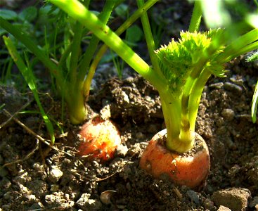 Carrots (Daucus carota) cultivar Nantese, still in te ground, showing the upper root system. The stem is only the disk bellow the leaves.