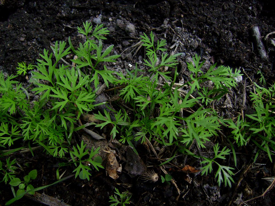 Carots, cultivated, young plants, cultivar Nantesa. Castelltallat, Catalonia