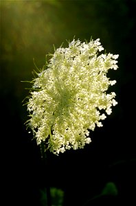 A photo of the wild carrot. photo