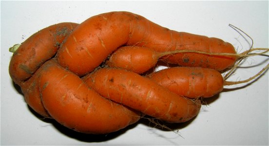 A funny carrot photo