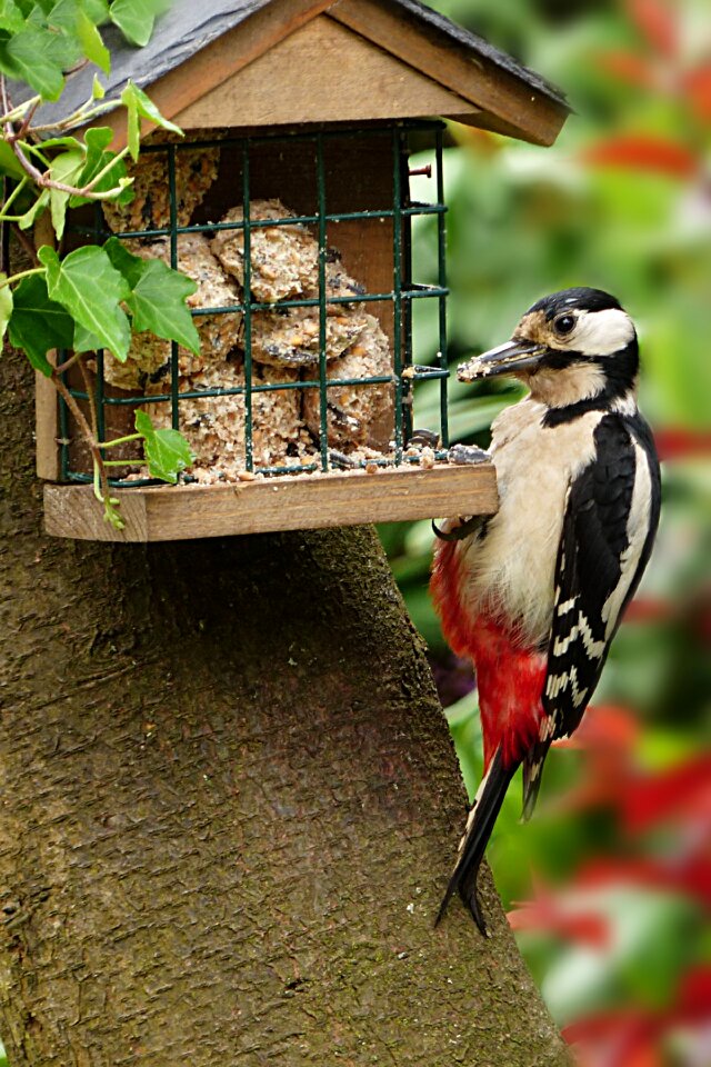 Great spotted woodpecker dendrocopos major black red white