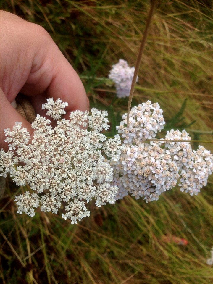 photograph shows Achillea millefolium and Daucus carota flowers growing side-by-side photo