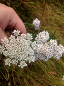 photograph shows Achillea millefolium and Daucus carota flowers growing side-by-side photo