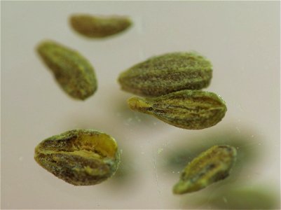 Some anise seeds. photo